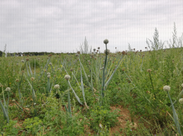 Culture d'oignons pour la production de semences, Bourgneuf (17)